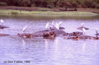 Cattle Egrets sitting on hippopotami in a small lake near the river