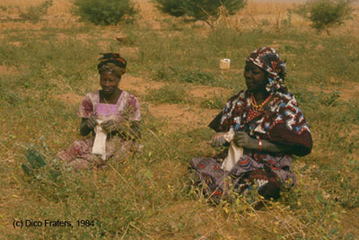 Women collecting herbs at ICRISAT farm, Sadore, Niger