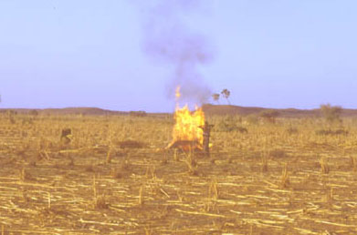 Fire: photo of burning of millet stalks