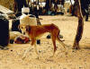 Desert dog: photo of David Moore of Azawakh sahelian dog