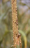 Ear: photo of an ear of Pearl millet