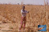 Knife: photo of man harvesting millet with a harvesting knife