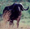 African buffalo: photo of Cyncerus caffer
