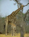 Giraffe: photo of Giraffa camelopardalis.