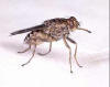 Insect: photo of tsetse fly (Glossina palpalis)