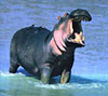 hippopotamus, photo of bagna in water
