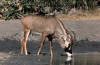 Roan antilope: photo of Hippotragus equinus.