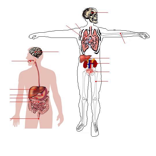 internal / inwendige / teli