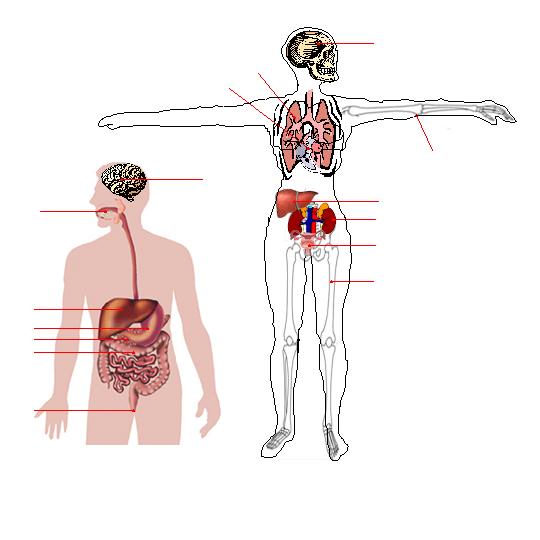 internal / inwendige/ teli