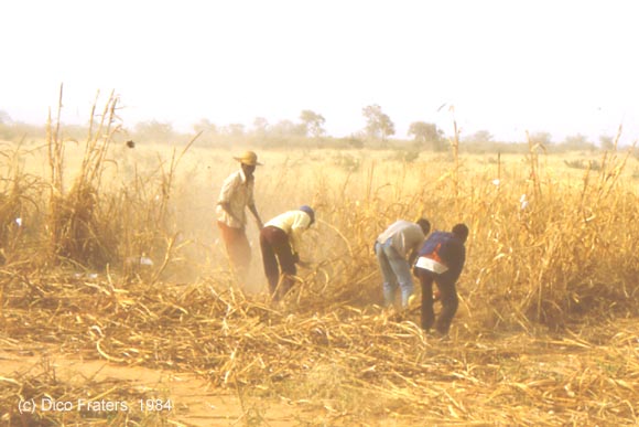 Cutting down millet stalks after harvest.