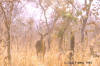 Bush buck; photo of Tragelaphus scriptus.