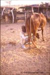 Cow: photo of man milking a cow