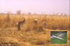 Machete: photo of men harvesting millet straw with a machete