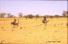 Donkey: photo of women riding on donkeys