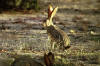 Haas: foto van Lepus capensis.