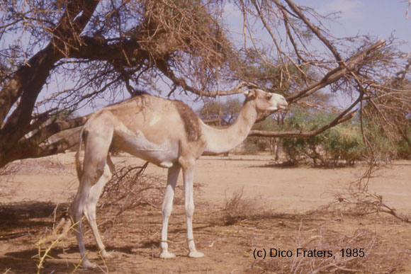 Go to source / ga naar bron [Camelus dromedarius]