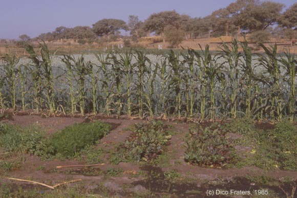 vegetable garden / groententuin / kali