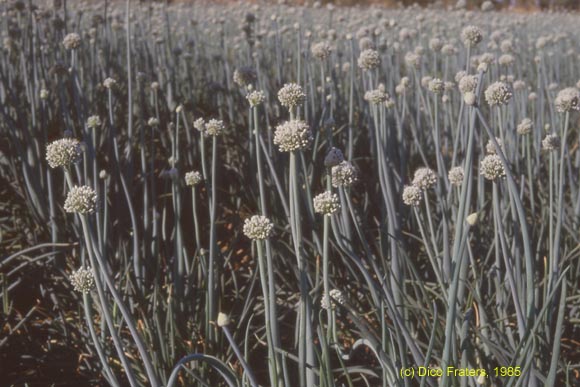 onions / uien / albassanyan