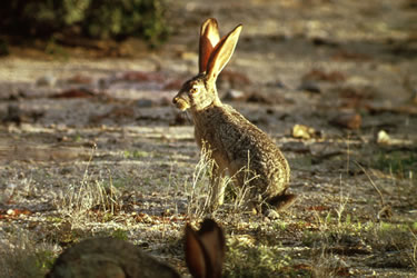 Go to source / ga naar bron [Lepus capensis]