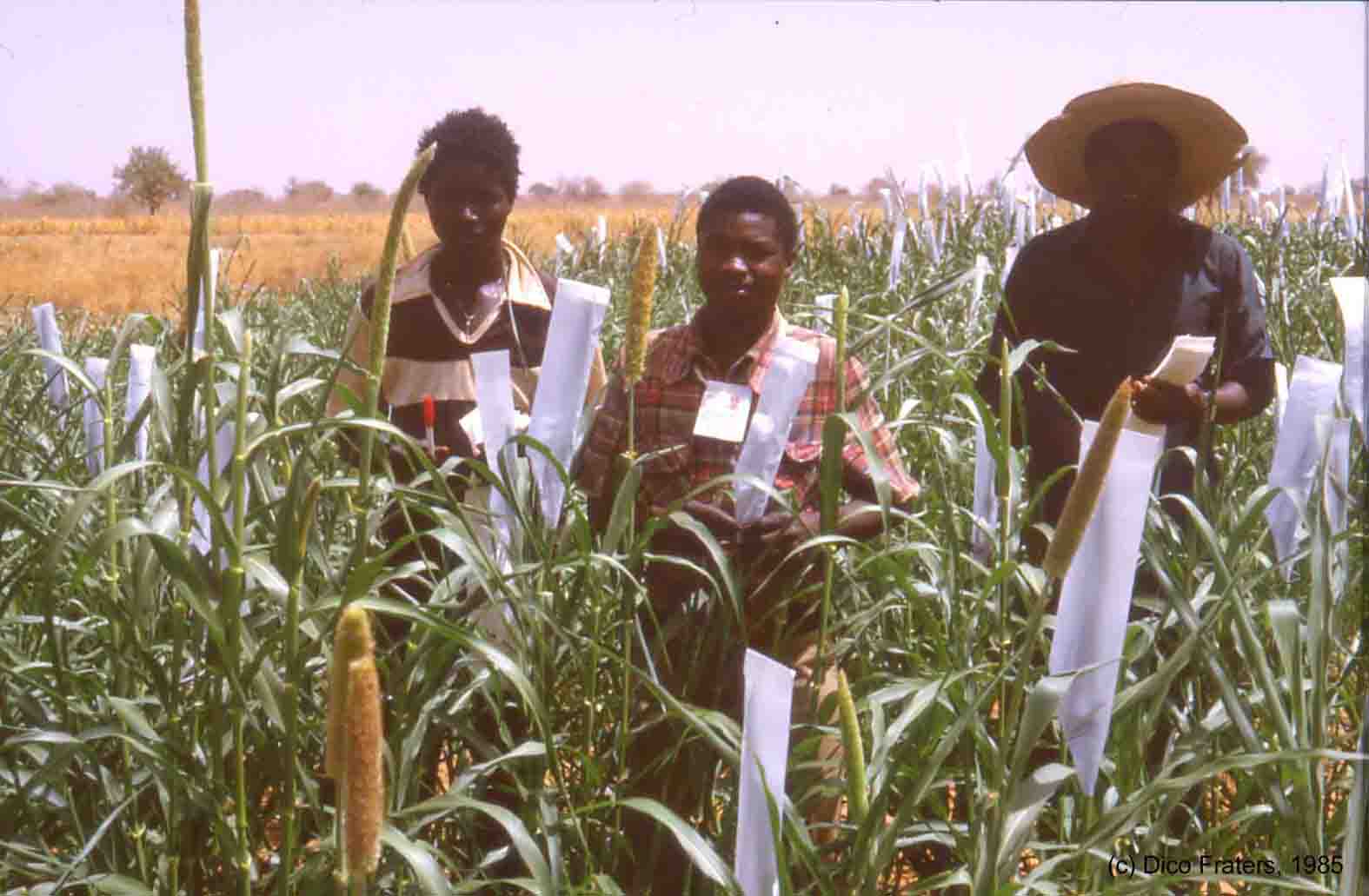 Millet breeding on ICRISAT farm