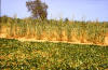 Field: photo of fields with millet and niébé beans