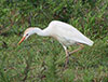 cattle egret, bogobogo