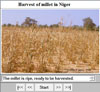 Harvesting of millet