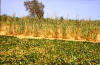 Veld: foto van een veld met gierst en een veld met nibbonen.